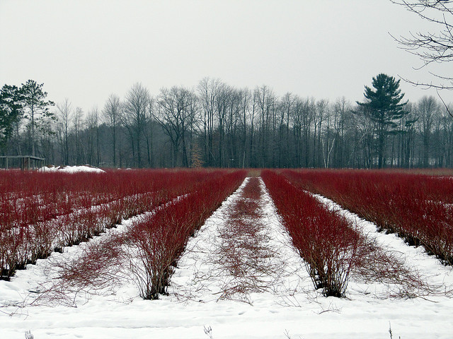 Blueberry farm in winter
