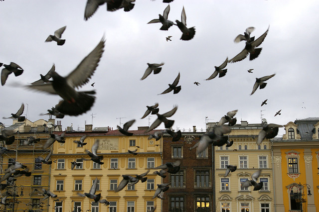 Pigeons in Krakow