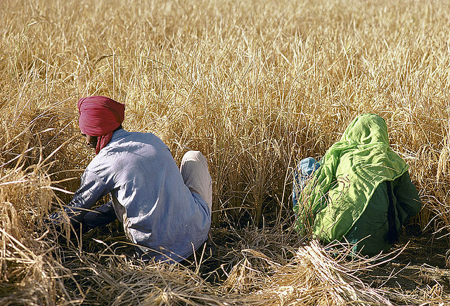 Two Indian farmers in a wheat field