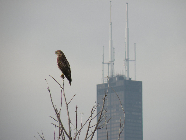 Red-tailed hawk in Chicago