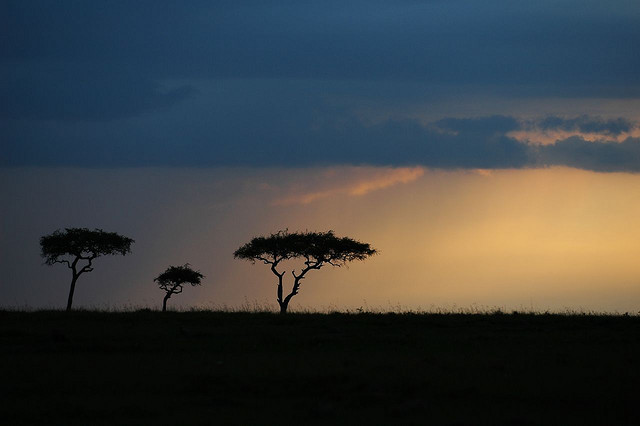 Acacia tortolis trees on the African savanna