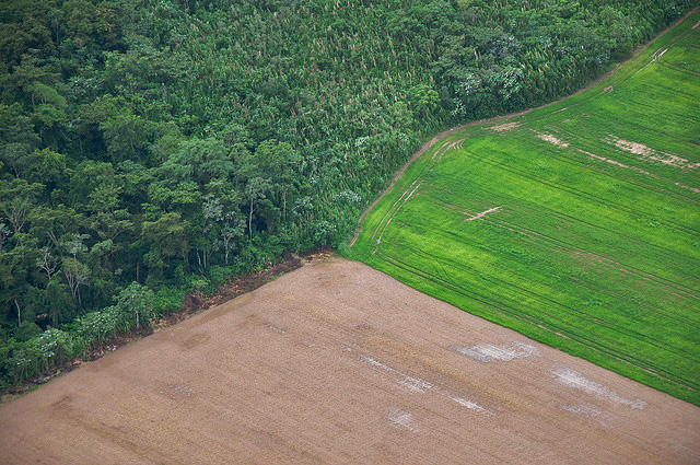 Forest-farm edge in the Bolivian Amazon
