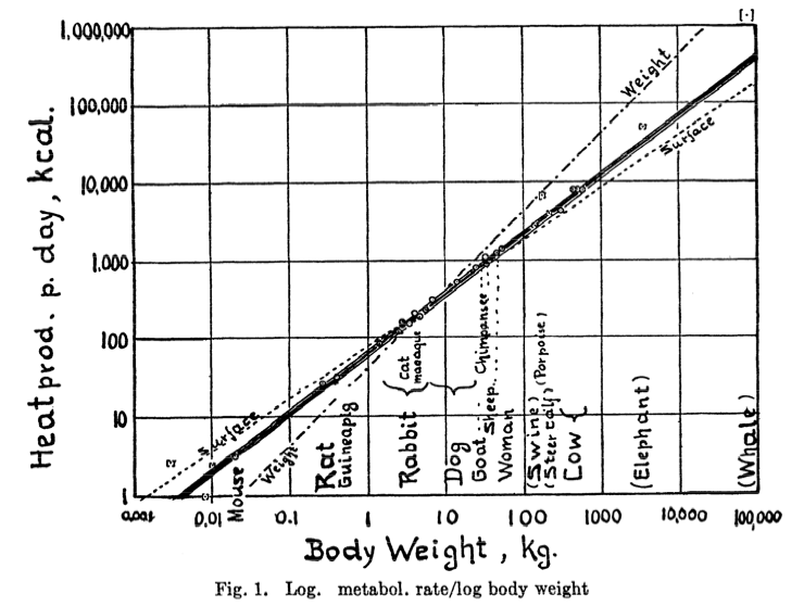 Relationship between body mass and metabolism, Kleiber 1947