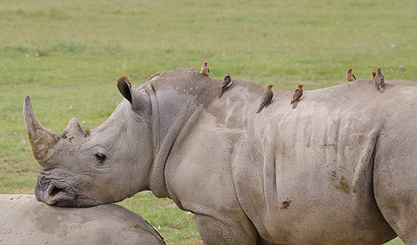 Rhinoceros with tick birds